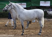 W PICARA DE RAMOS, DE Y SR4, CAMPEONA JOVEN DEL CONCURSO